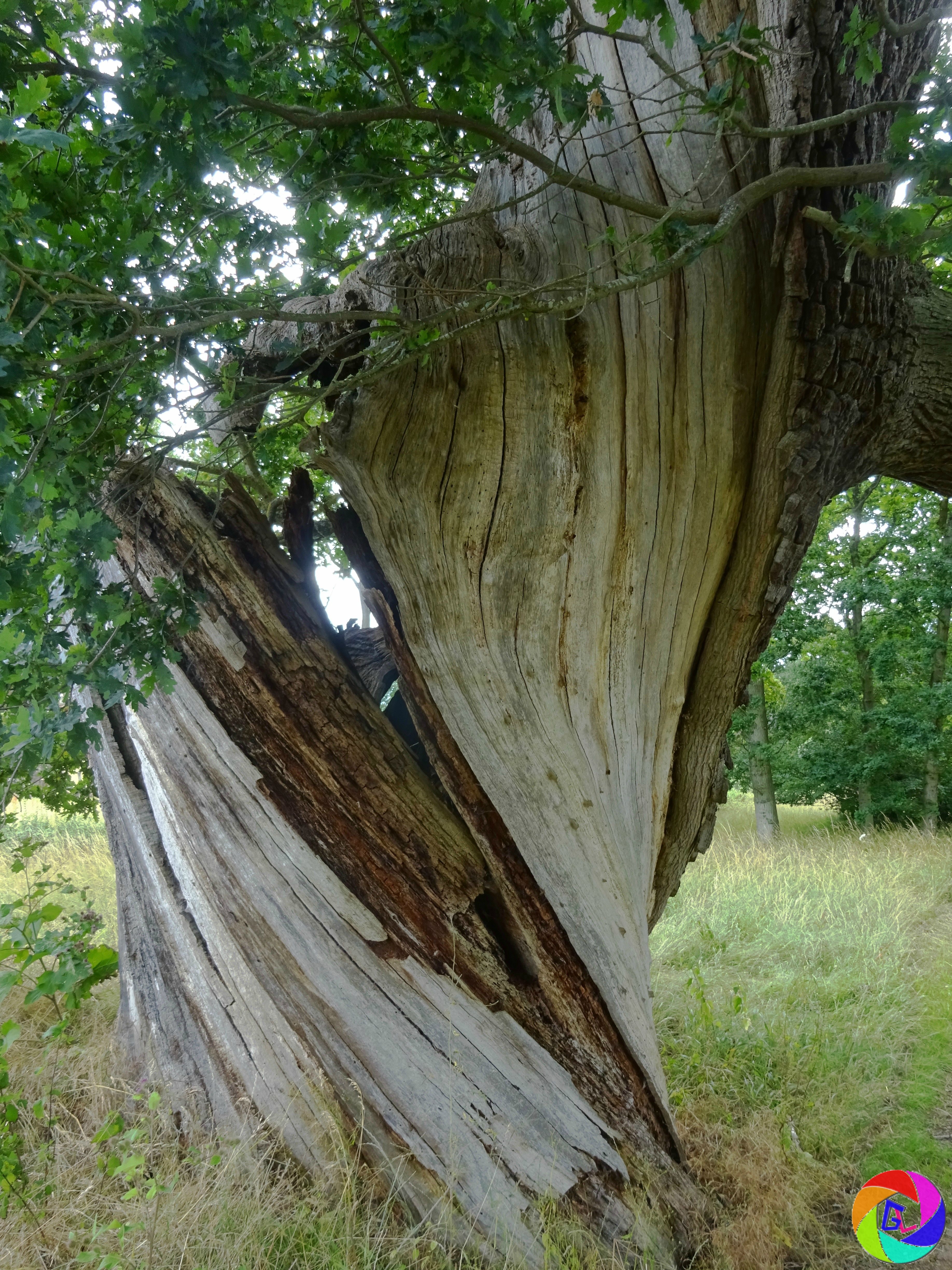 This very old oak tree has been renowned for several centuries and a print engraved by Joseph Strutt was published in 1814.